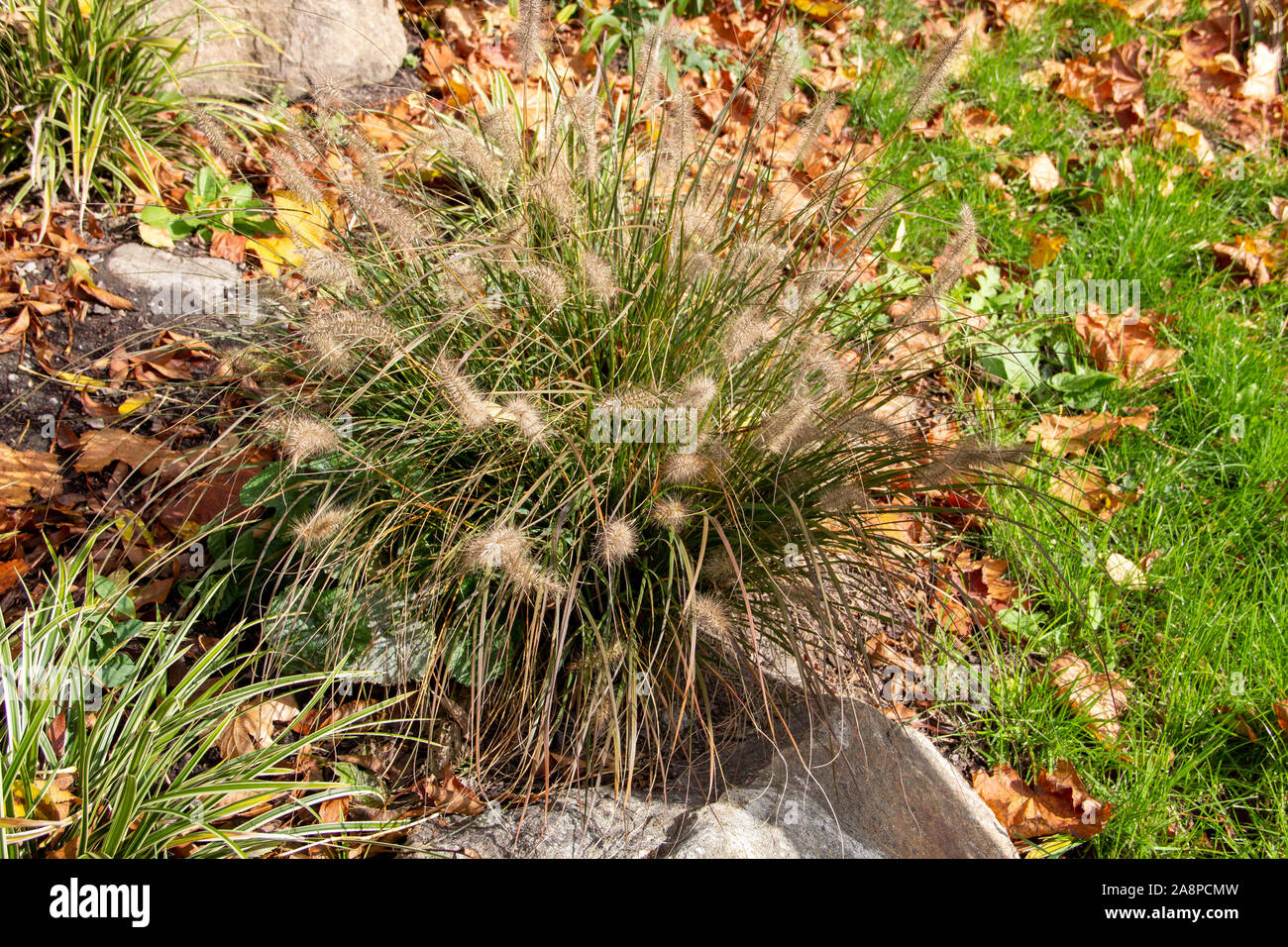 Fountain grass, Cenchrus, is a widespread genus of flowering plants in the grass family Stock Photo