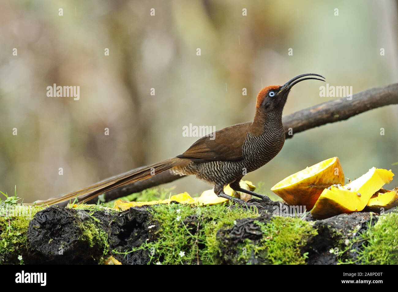 Brown Sicklebill (Epimachus meyeri bloodi) juvenile feeding on bird