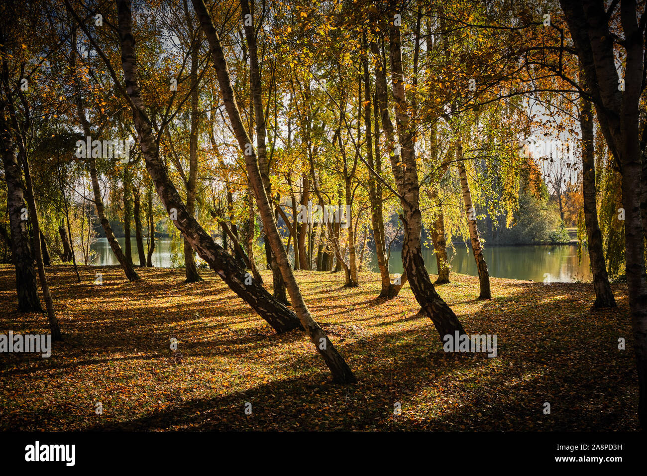 Rows of Autumnal silver birch trees Betula pendula in a wood with the sun shining through and a lake in the background in the autumn fall Stock Photo