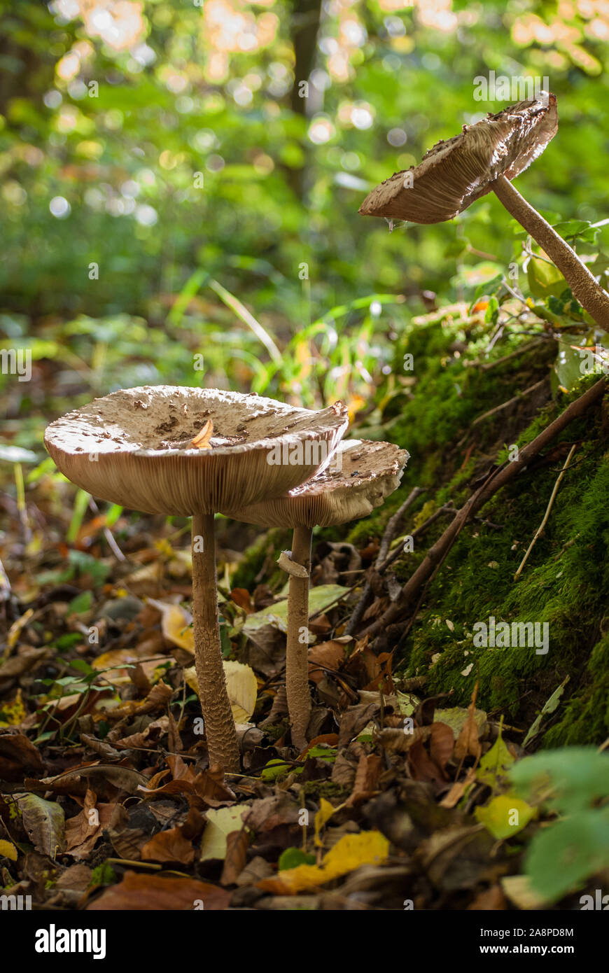 Mushrooms grow up on the side of a mossy tree stump Stock Photo - Alamy