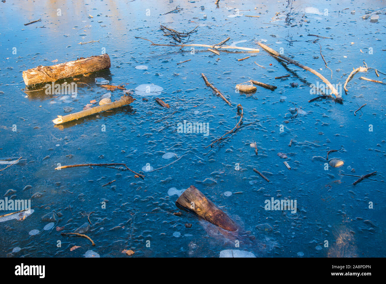 Tree trunks floating on frozen water. Stock Photo