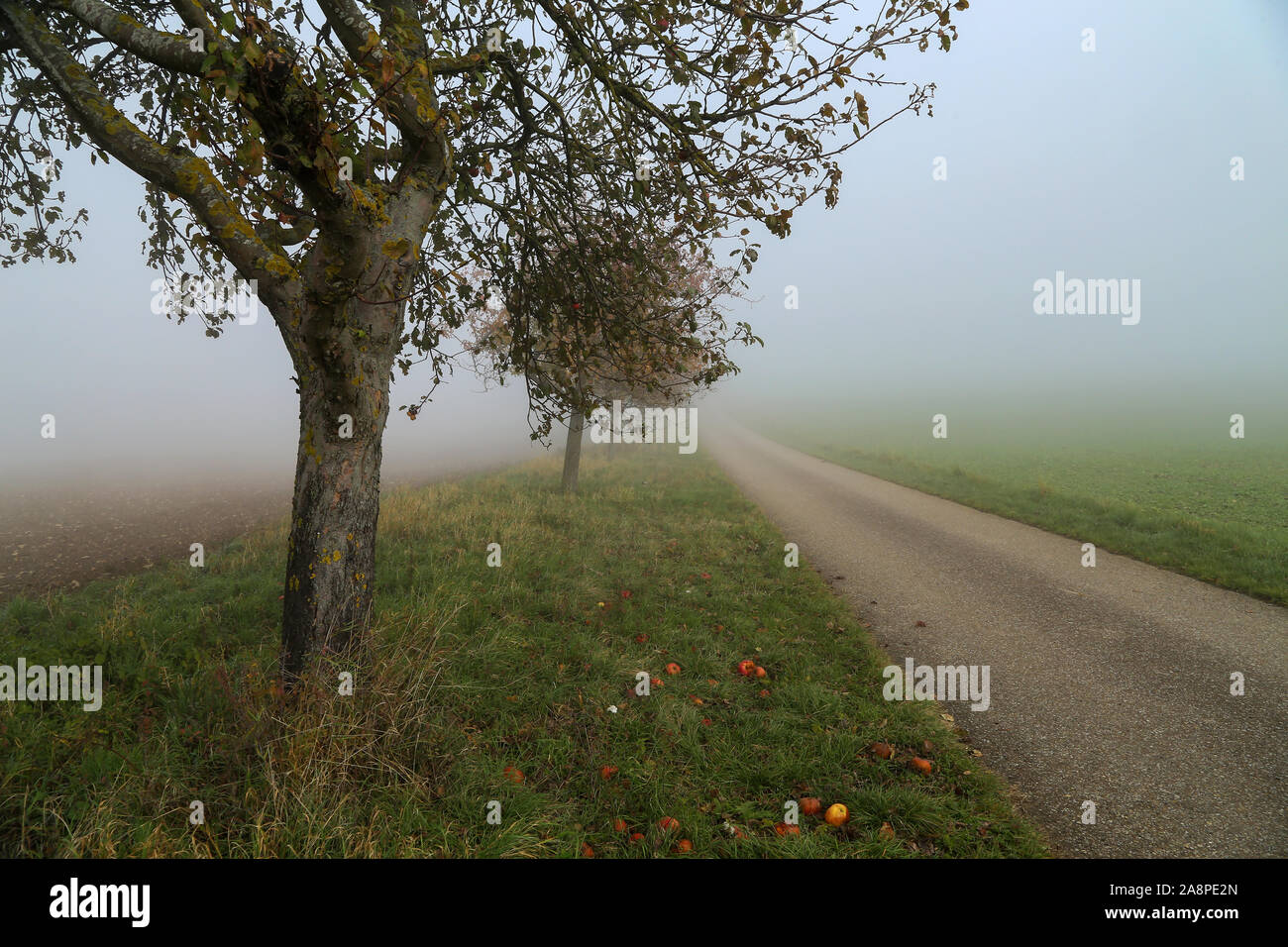 Morning fog. Autumn landscape with roads and trees Stock Photo - Alamy