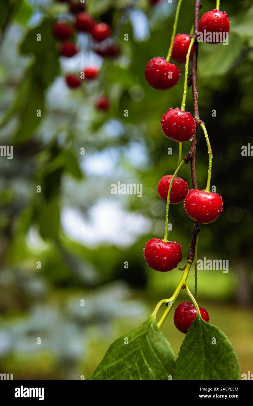 Ripe wet red cherries hanging on tree branch and covered by water drops.  Fresh fruits are growing in orchard garden. Selective focus. Vertical backgr Stock Photo
