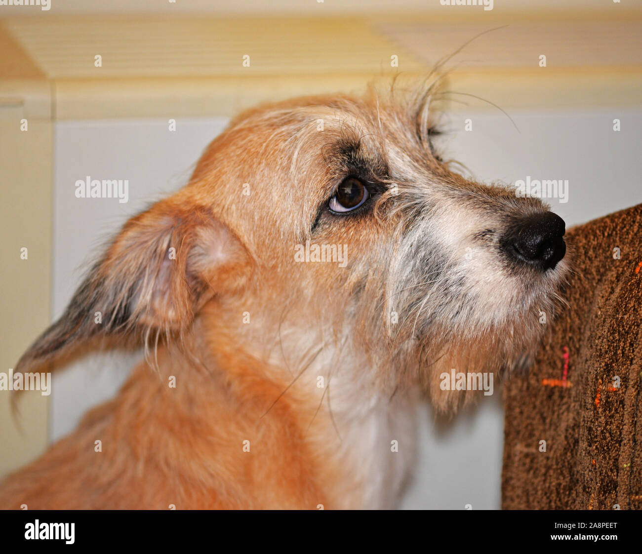Cute puppy.  Terrier & griffon cross-breed. Stock Photo
