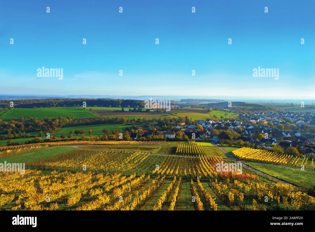 View over 'Kraichgau',  a hilly region in  southwestern Germany in Autum with grapevinen with yellow leaves Stock Photo