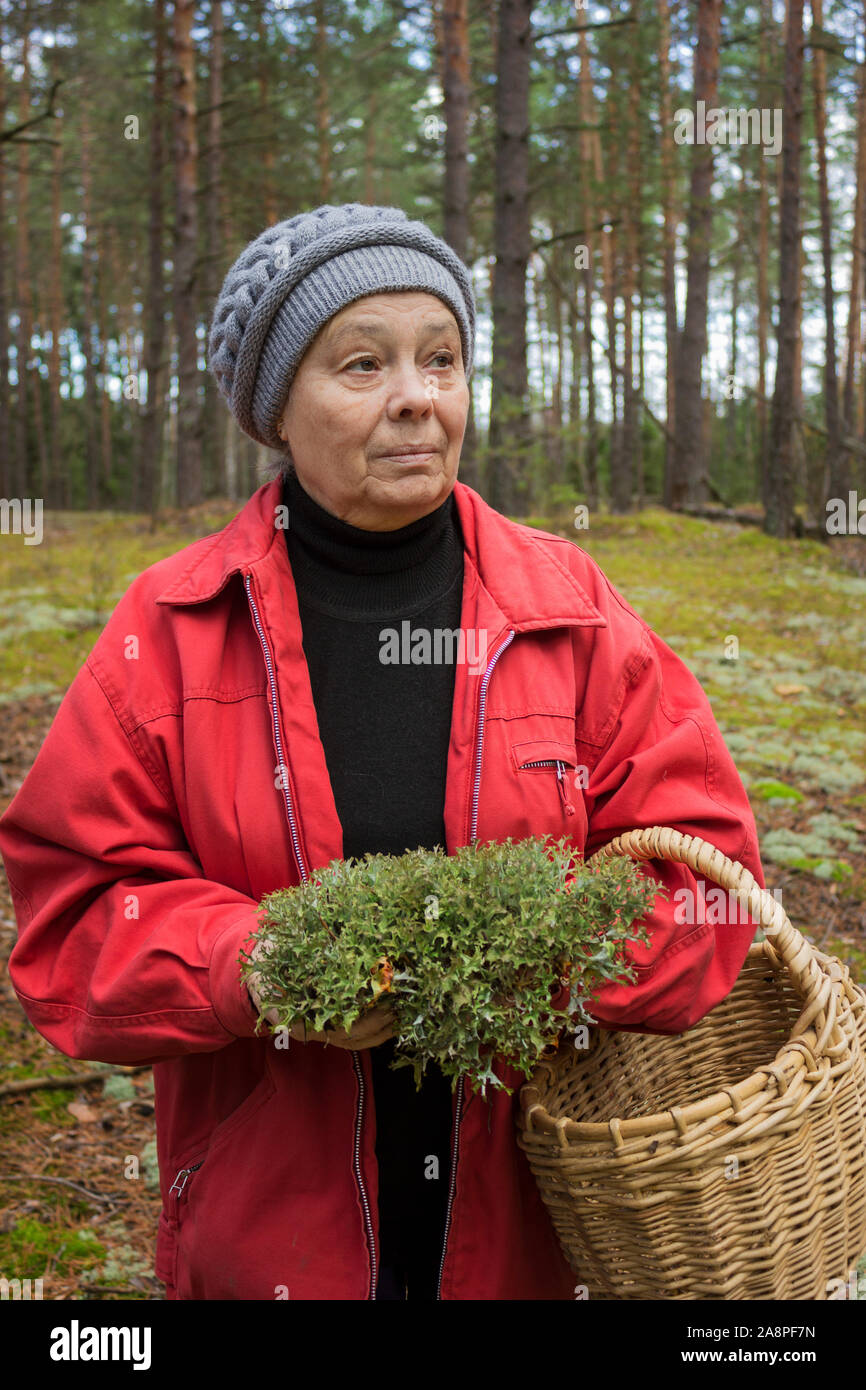 Collection of medicinal herbs. Icelandic moss in the hands of an old woman Stock Photo