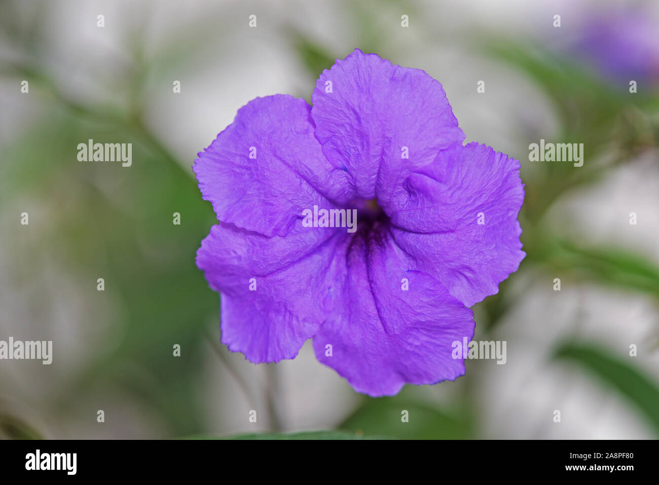 Mexican Petunia,transparent purple flower, close up. Stock Photo