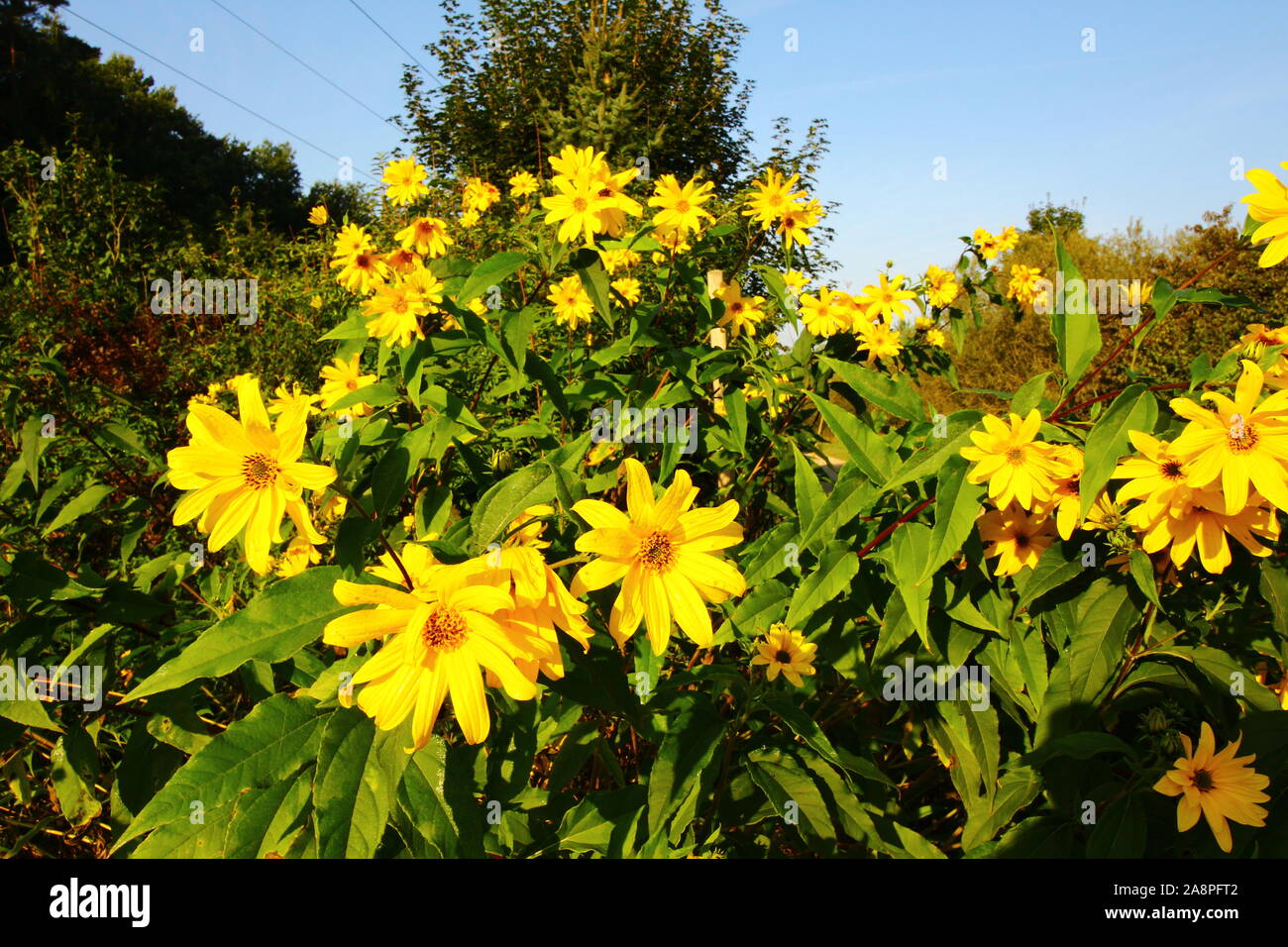 Gelbe Blumen Am Wegesrand