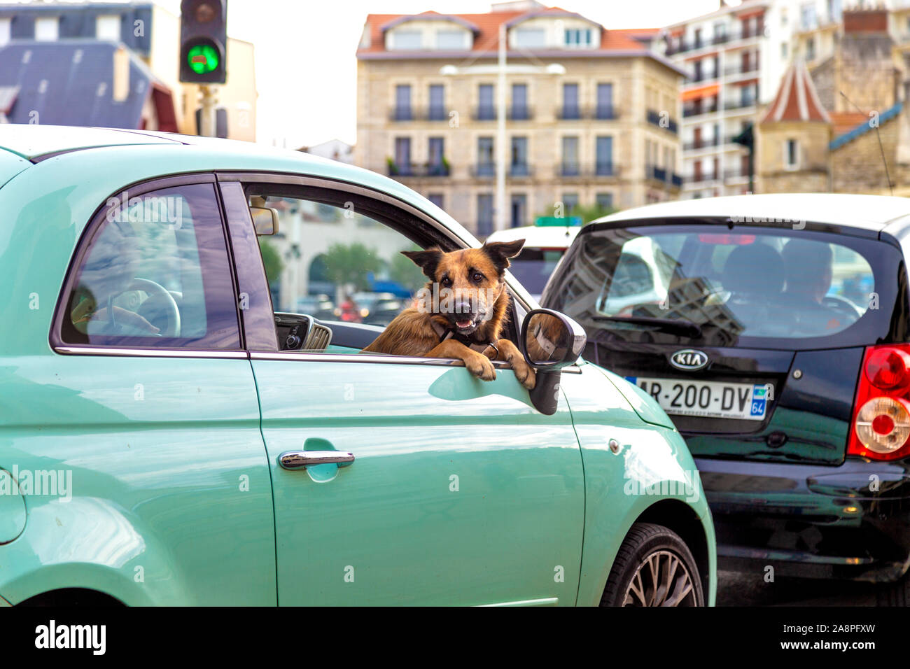 Dog sticking out of a car window in Biarritz, France Stock Photo