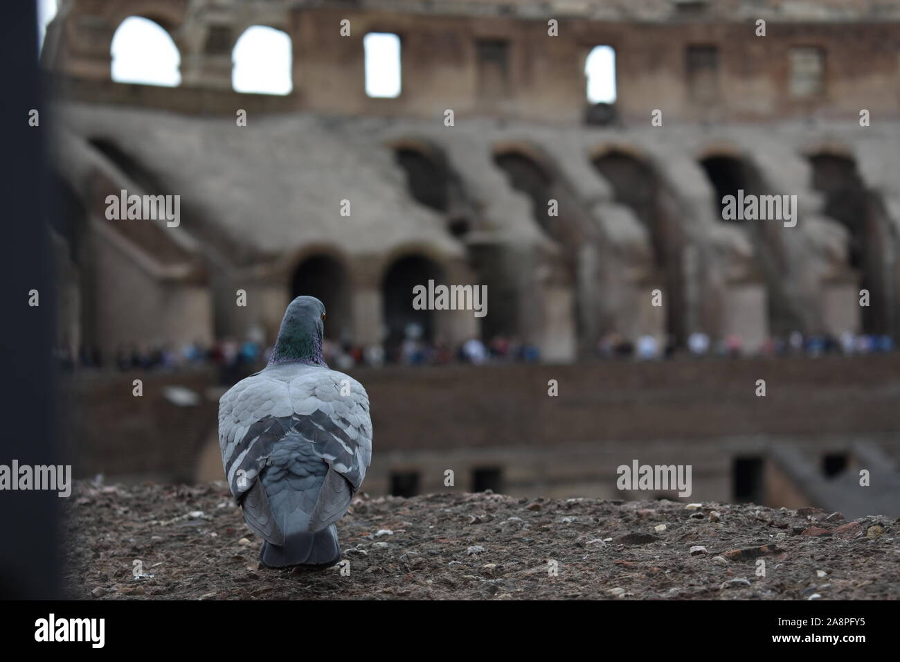 A pigeon in Rome sitting and observing people and the environment around it Stock Photo