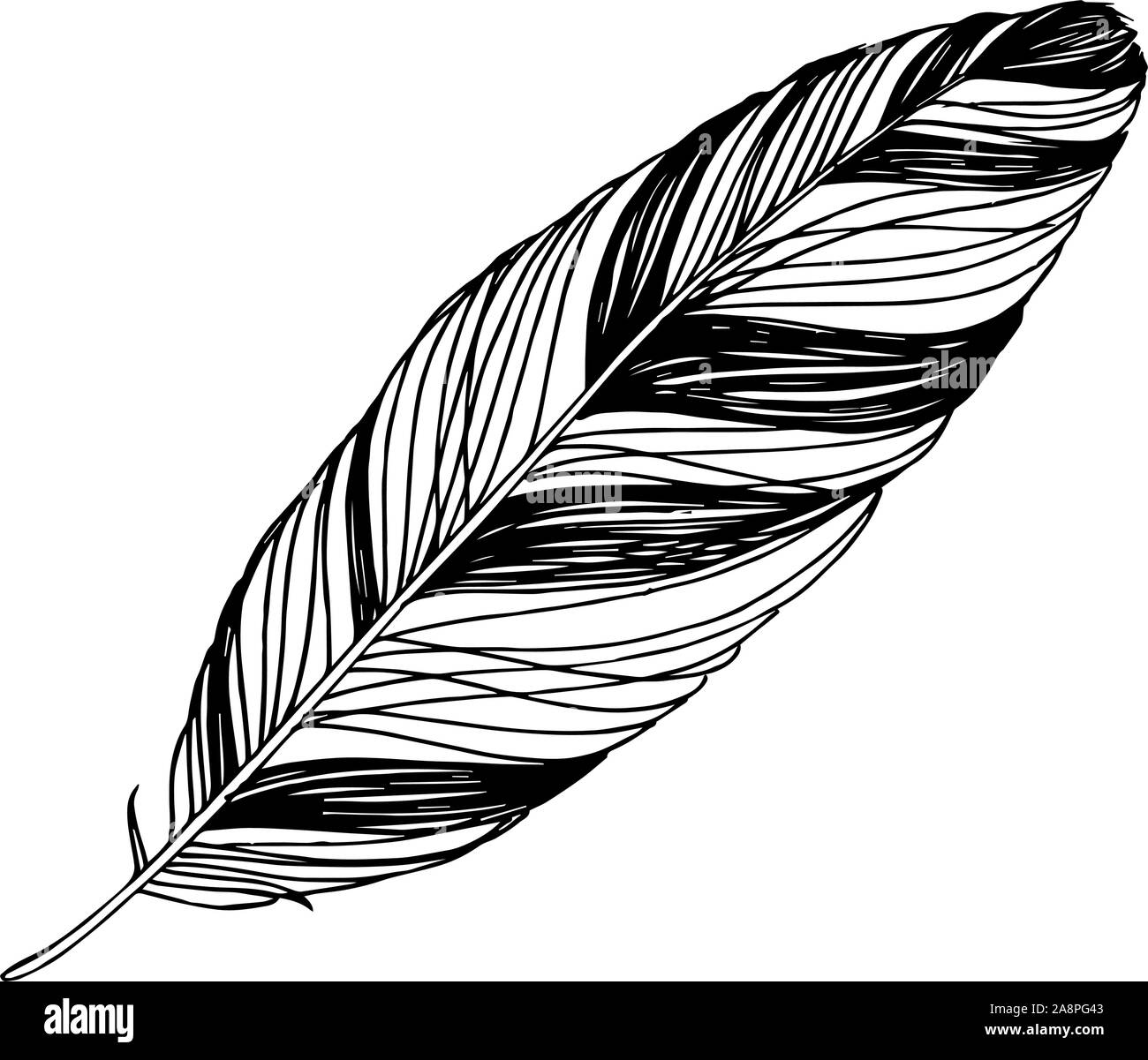 Vector Bird feather from wing isolated. Black and white engraved ink ...