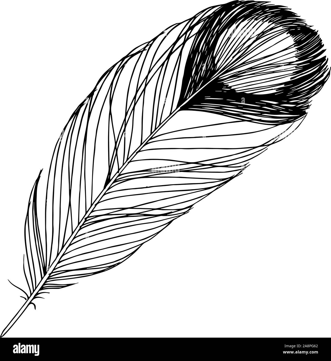 Vector Bird feather from wing isolated. Black and white engraved ink ...