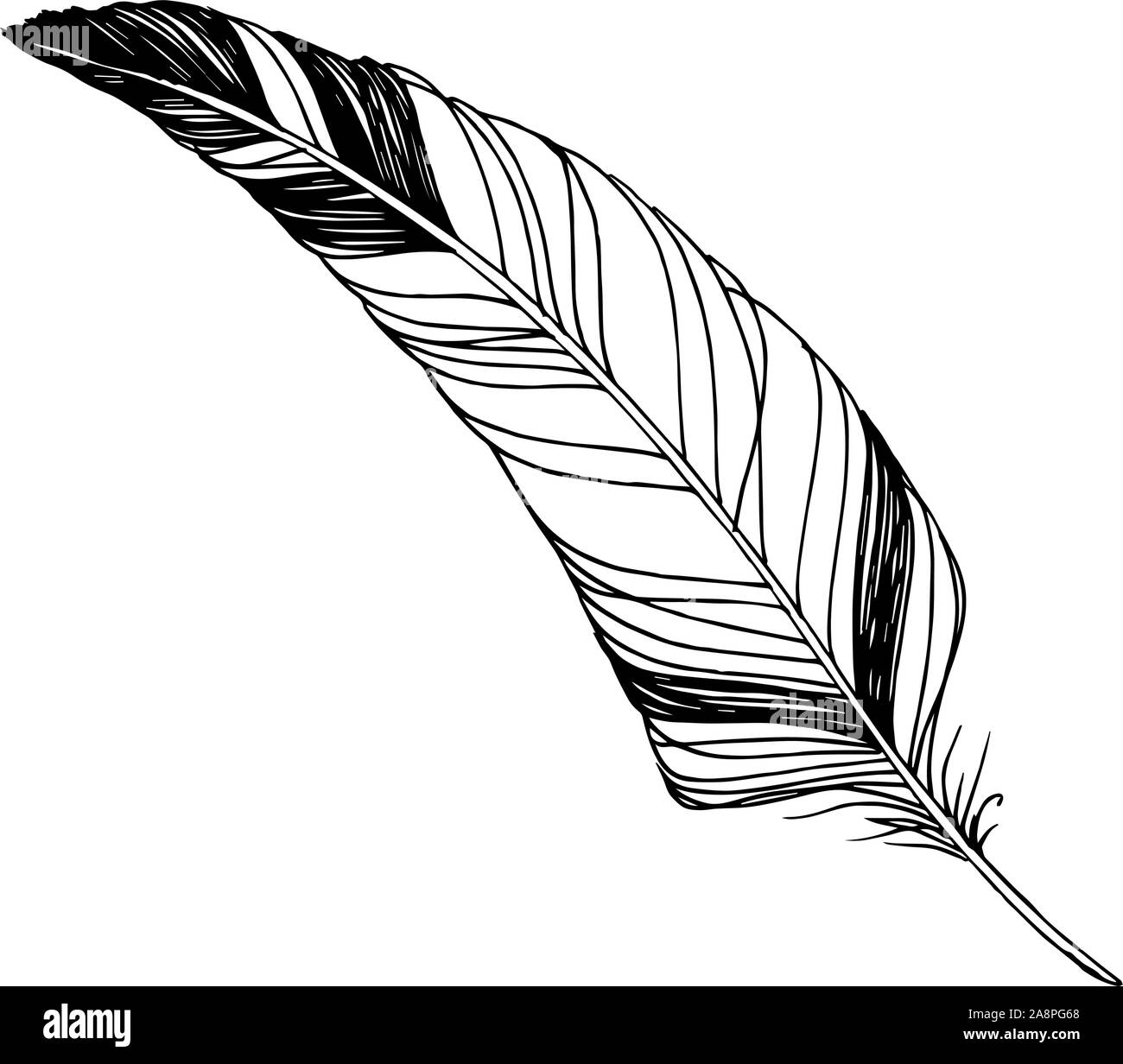 Vector Bird feather from wing isolated. Black and white engraved ink ...