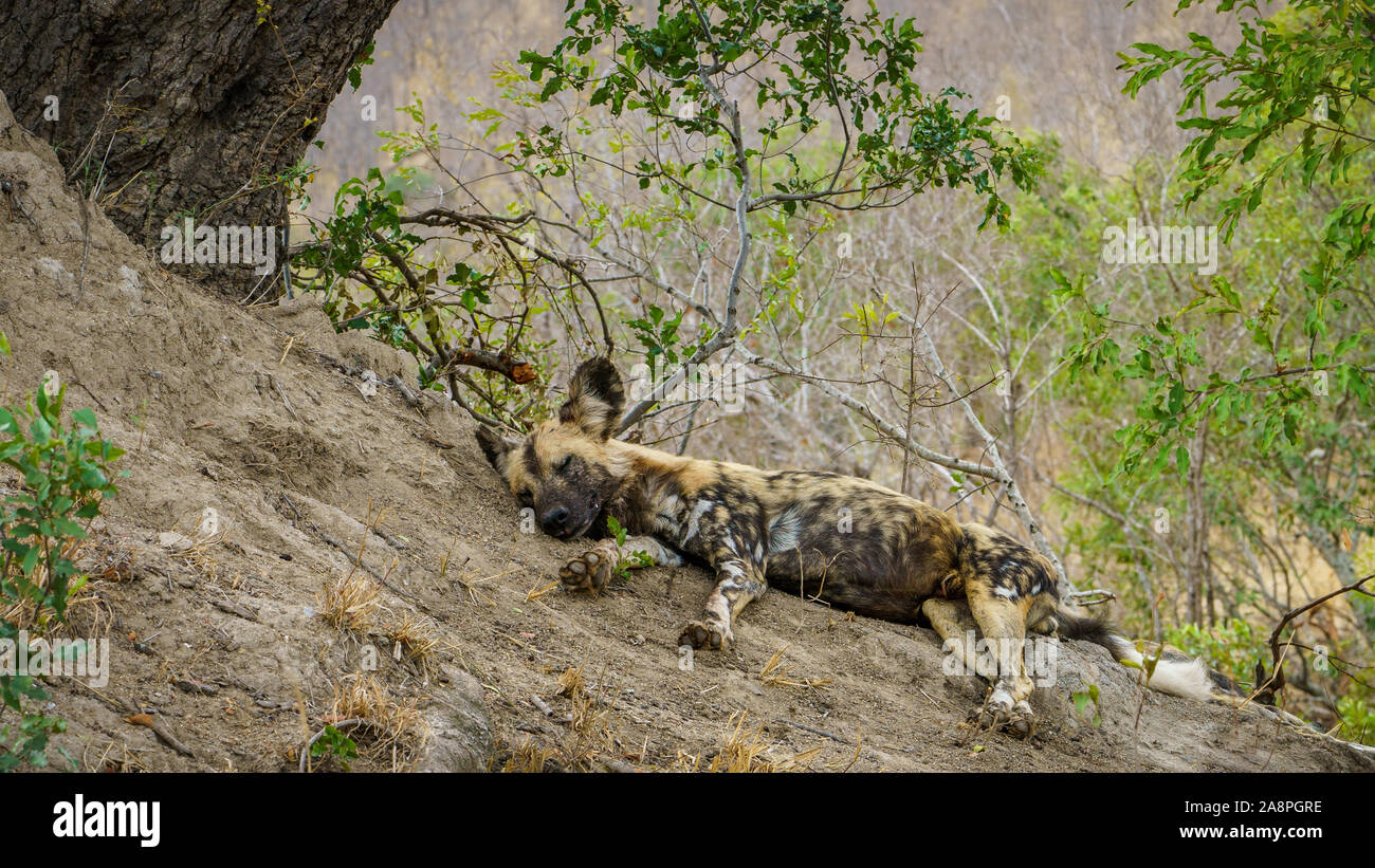 Wild Dogs In Kruger National Park In Mpumalanga In South Africa Stock wild-dogs-in-kruger-national-park-in-mpumalanga-in-south-africa-stock