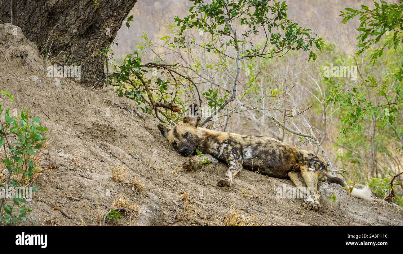Wild Dogs In Kruger National Park In Mpumalanga In South Africa Stock wild-dogs-in-kruger-national-park-in-mpumalanga-in-south-africa-stock