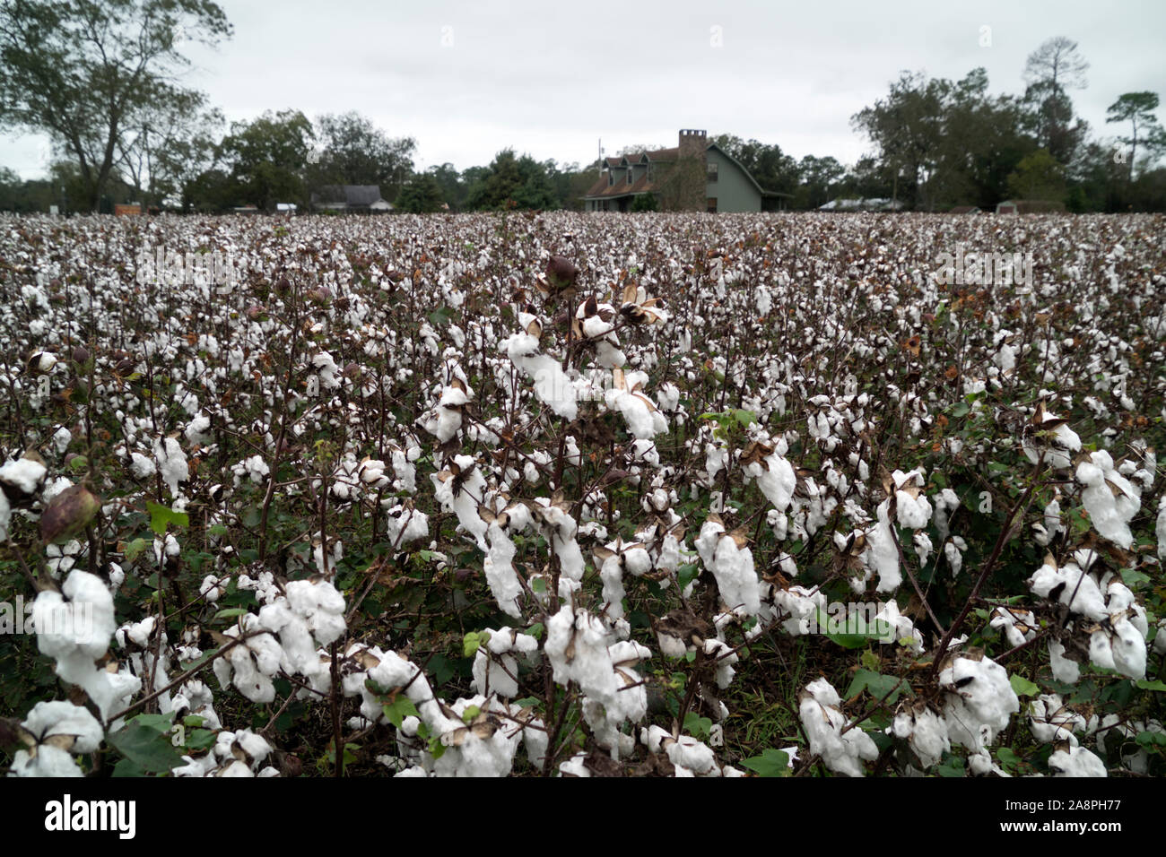 Alabama plantation hires stock photography and images Alamy