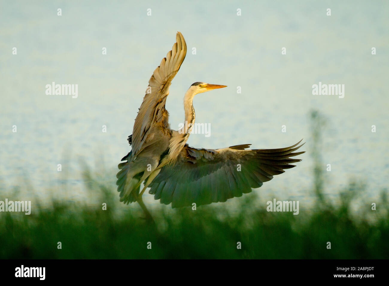GREY HERON. Ardea cinerea, EXPLODING OUT OF THE REED-BEDS, WINGS ...