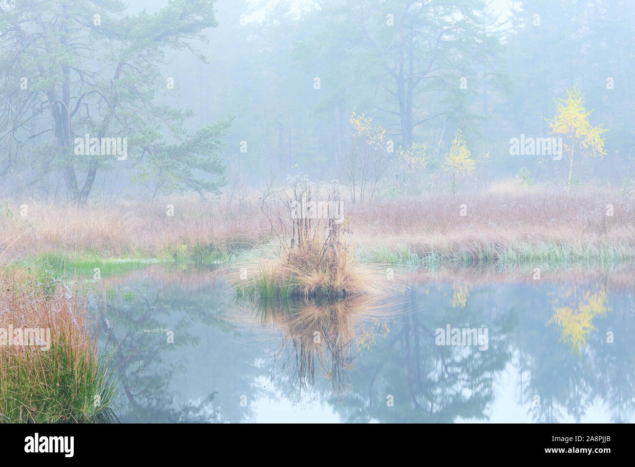 quiet foggy autumn morning on forest lake Stock Photo - Alamy