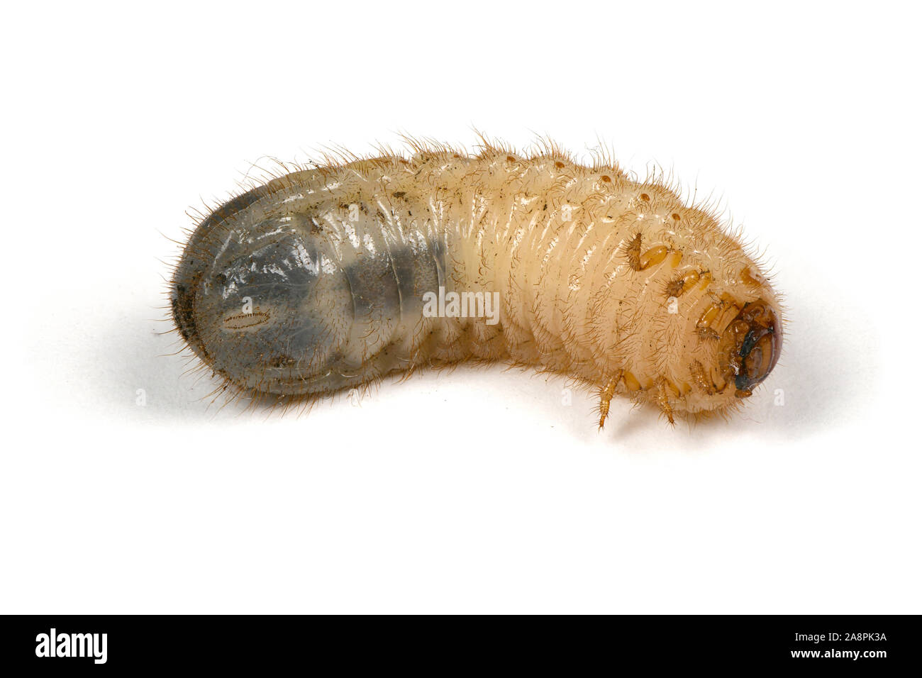 Larva of a may beetle (Melolontha) isolated on a white background. High resolution photo. Full depth of field. Stock Photo