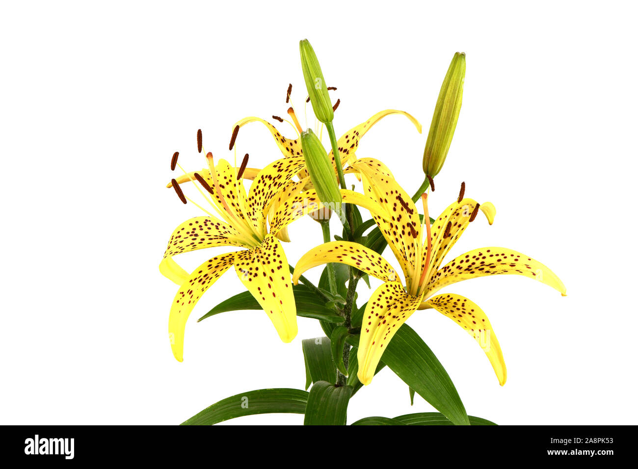 Beautiful yellow lily flower (Lilium hansonii) isolated on white