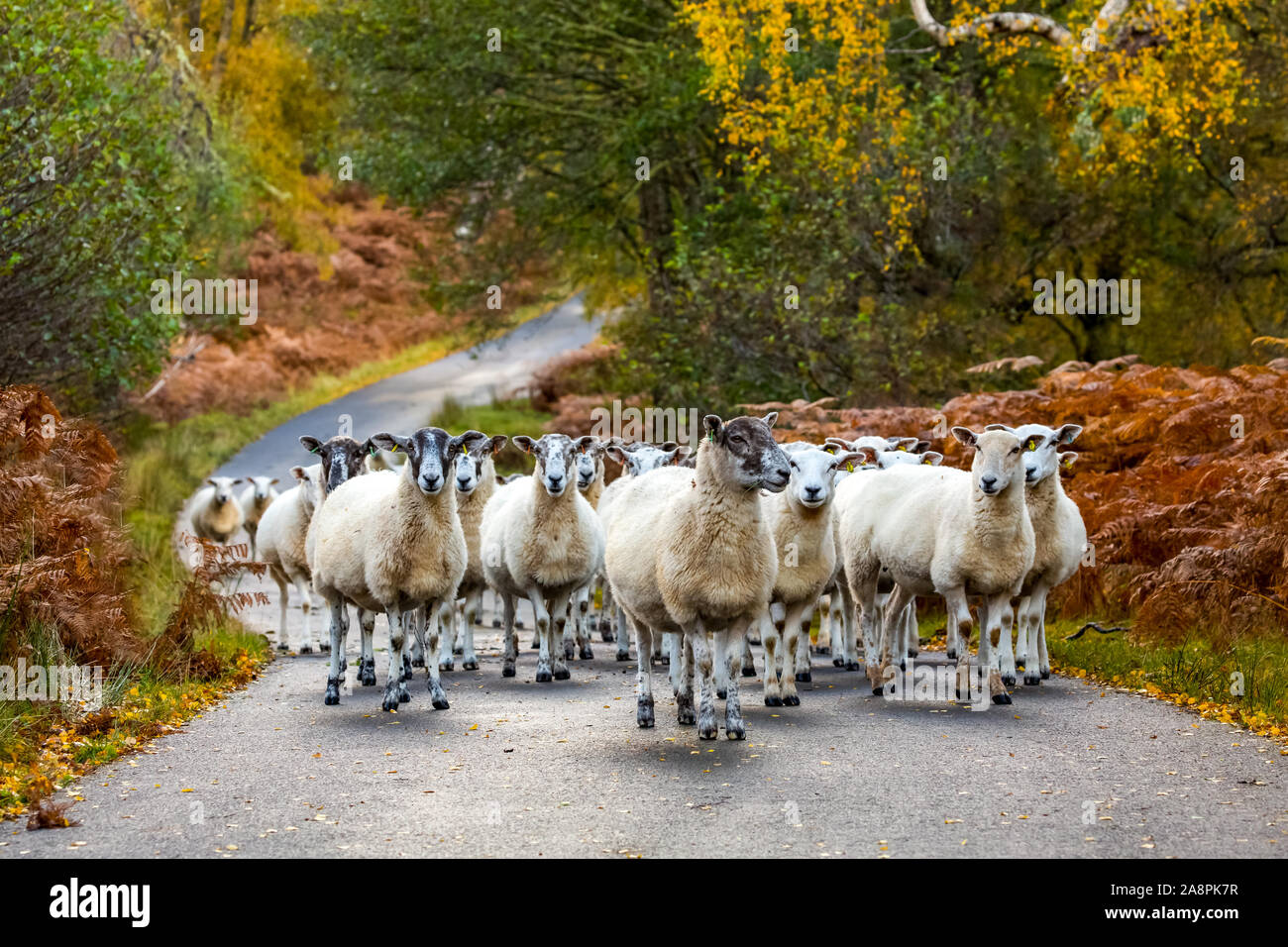 Autumn in Glen Strathfarrar, Scottish Highlands.  A flock of Highland Mule sheep with their grown lambs walking along a single track road in the glen. Stock Photo