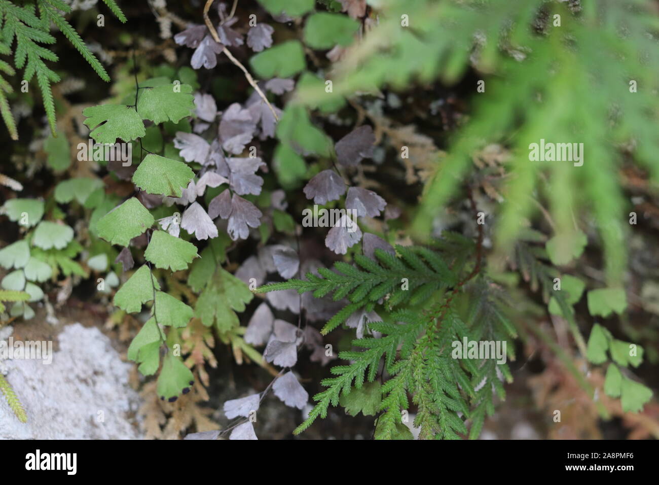 Maidenhair a small fern of widespread distribution Stock Photo