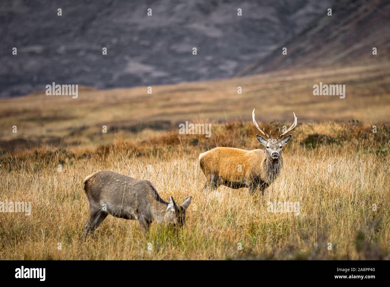 Red deer grazing in Glencoe in the Highlands of Scotland Stock Photo