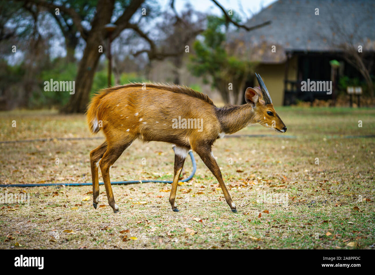 little antelope in kruger national park in mpumalanga in south africa Stock Photo