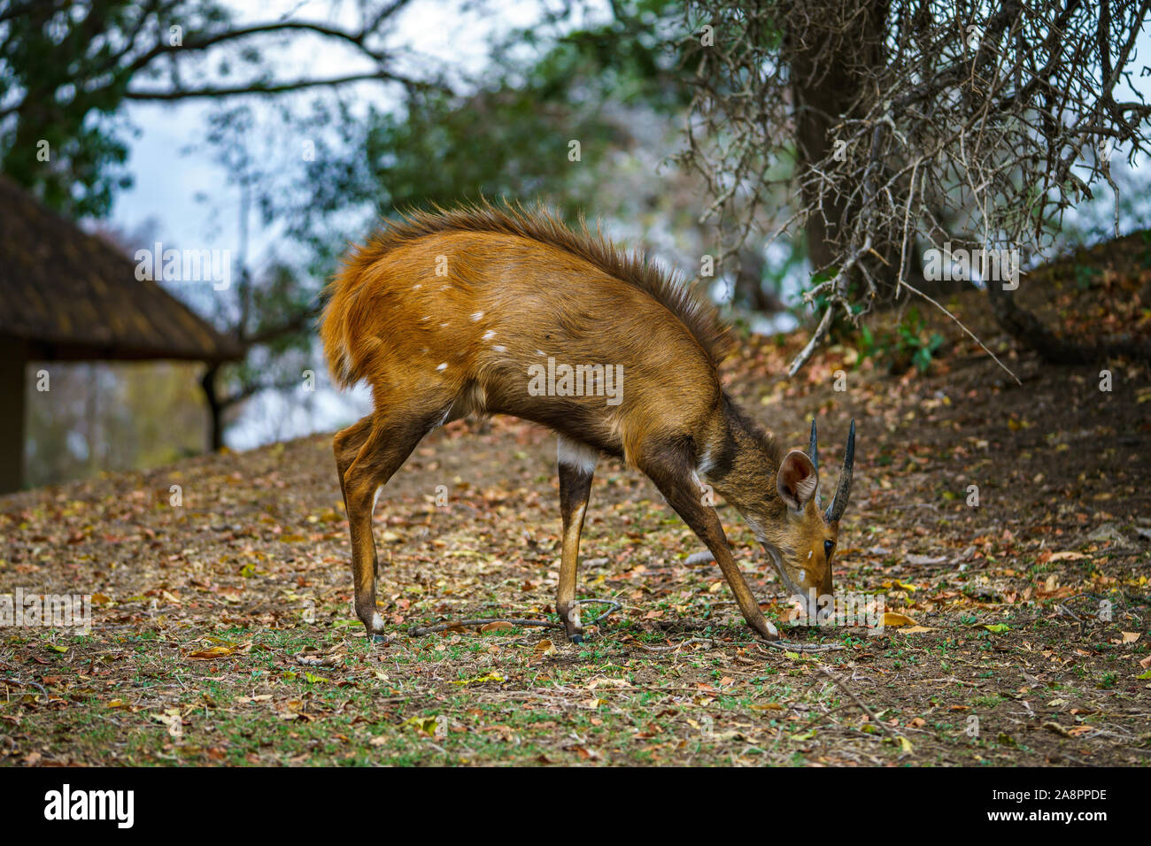 little antelope in kruger national park in mpumalanga in south africa Stock Photo