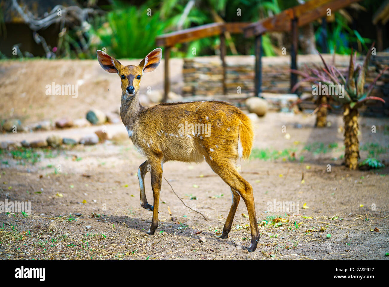 little antelope in kruger national park in mpumalanga in south africa Stock Photo