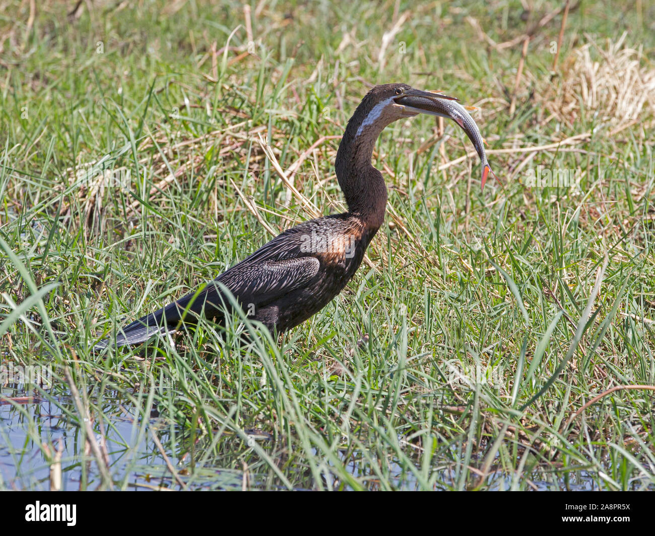 Male African darter swallowing large tiger fish Stock Photo