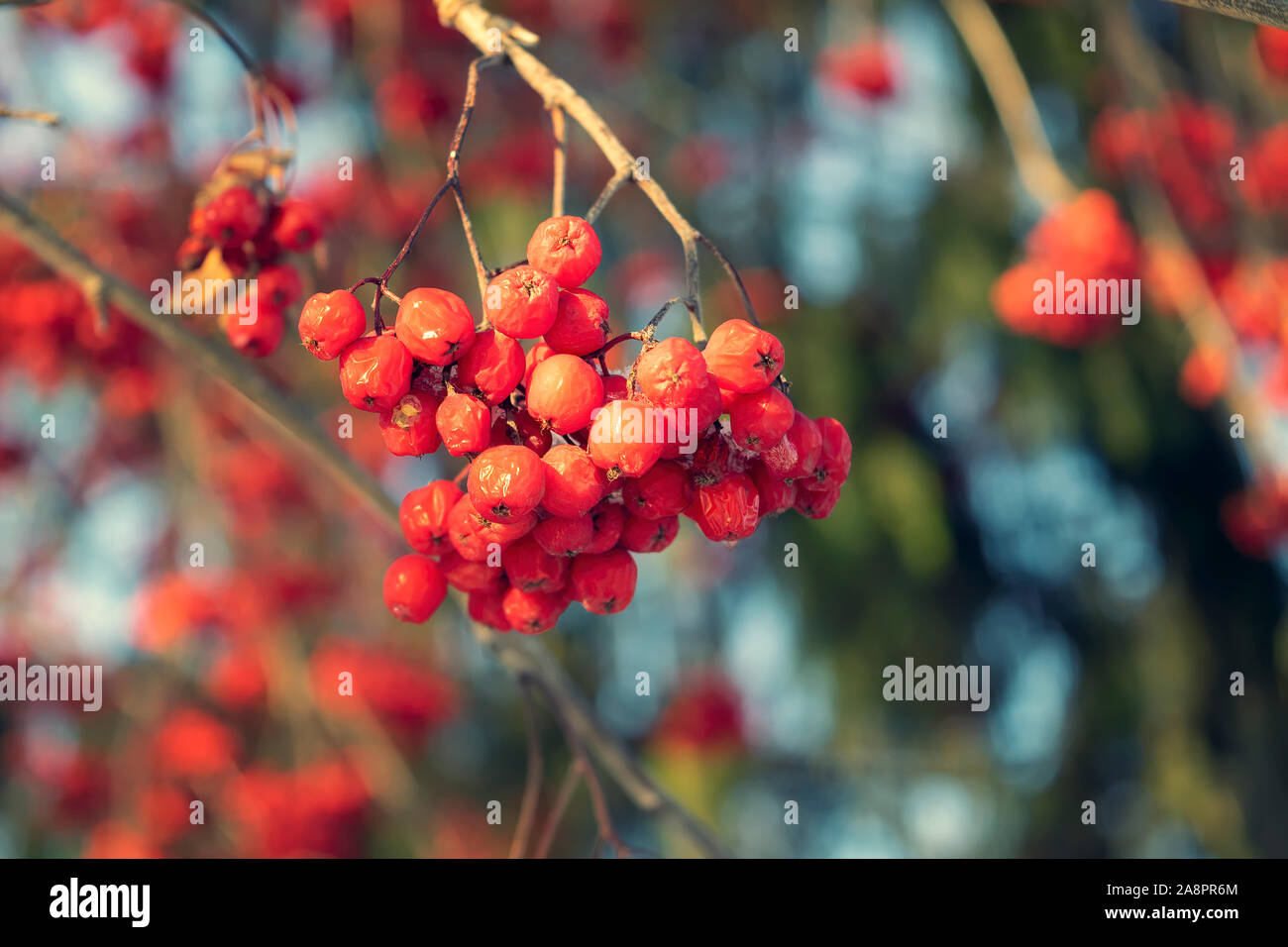 Frozen bunches red berries hi-res stock photography and images - Alamy