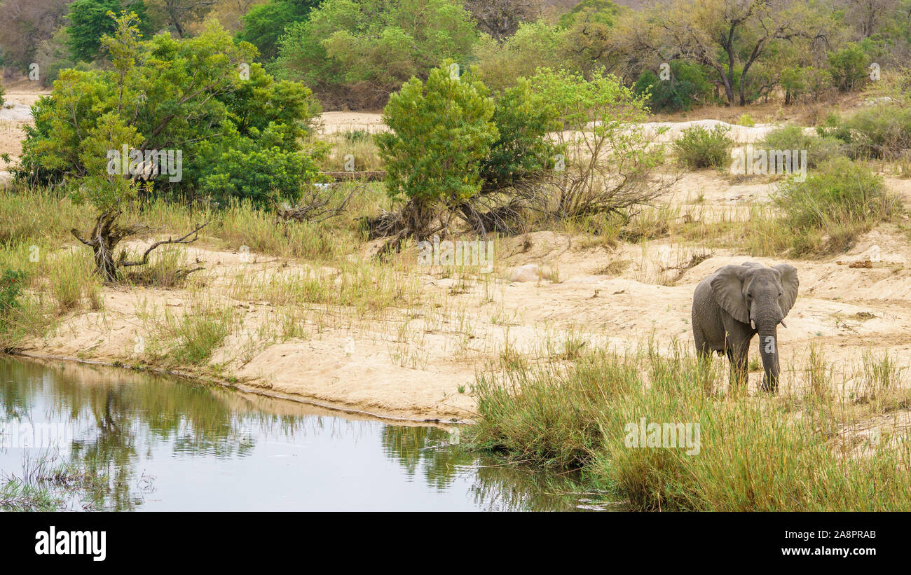 elephant in kruger national park in mpumalanga in south africa Stock Photo