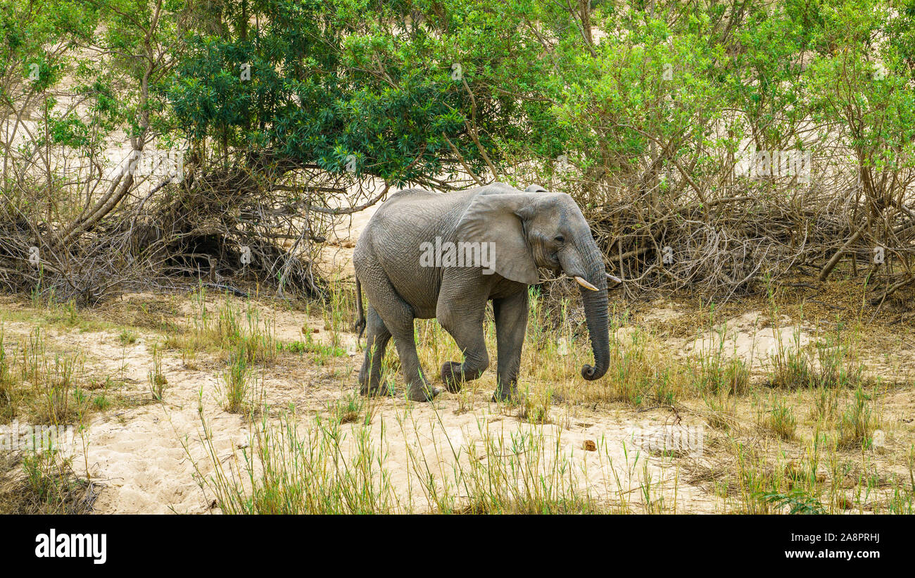elephant in kruger national park in mpumalanga in south africa Stock Photo