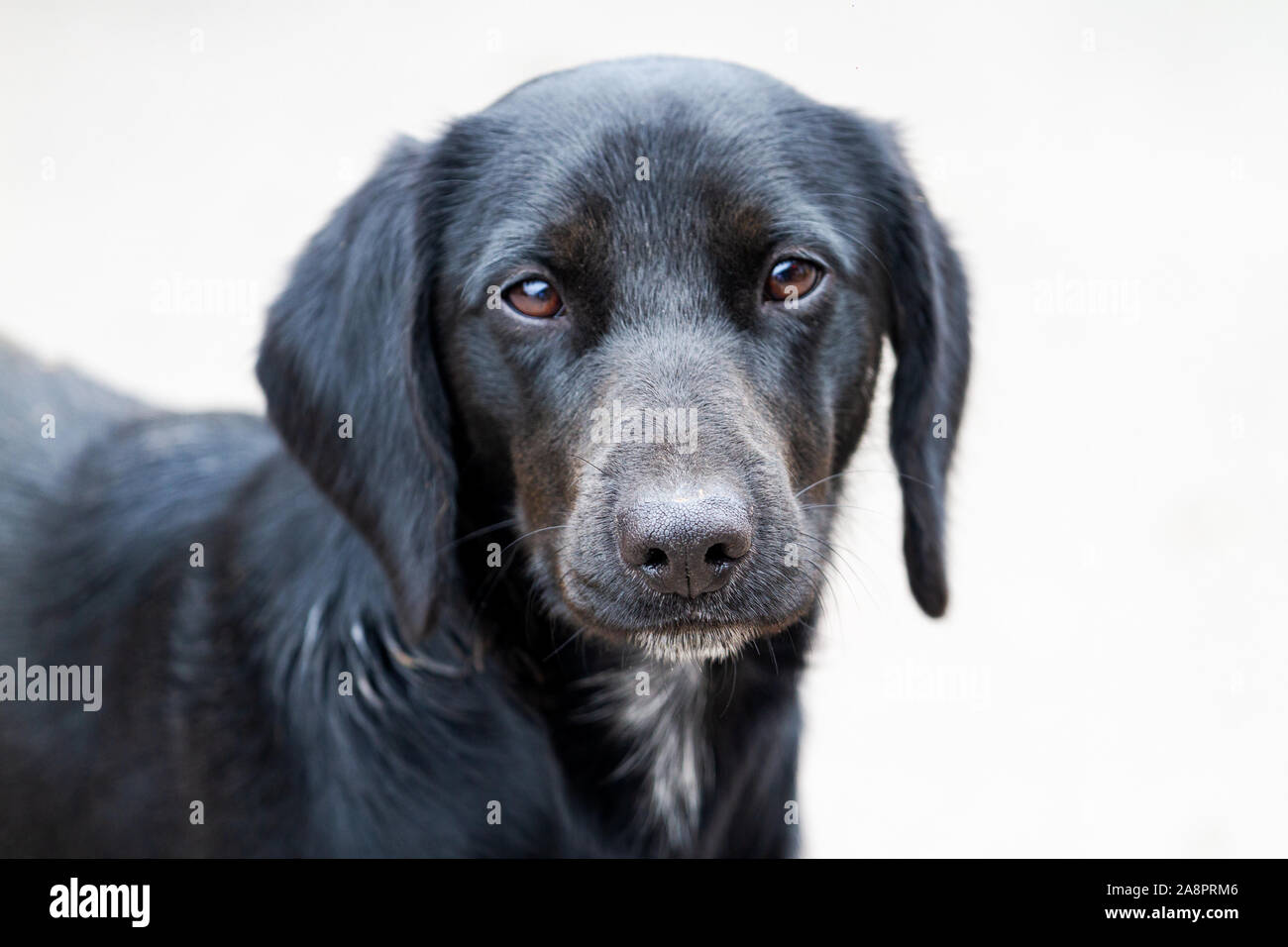 Sad dog eyes hi-res stock photography and images - Alamy