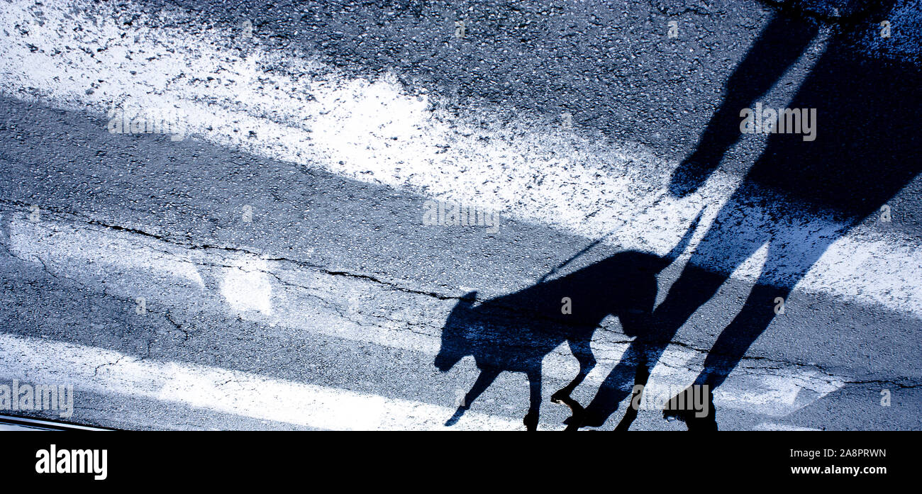 Shadow silhouette of a person walking a dog on a leash and crossing the street Stock Photo