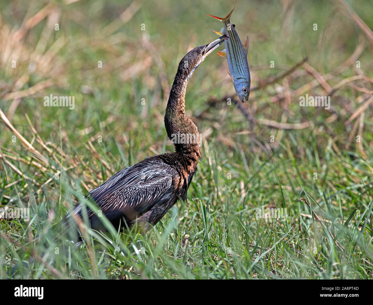 Male African darter with tiger fish Stock Photo