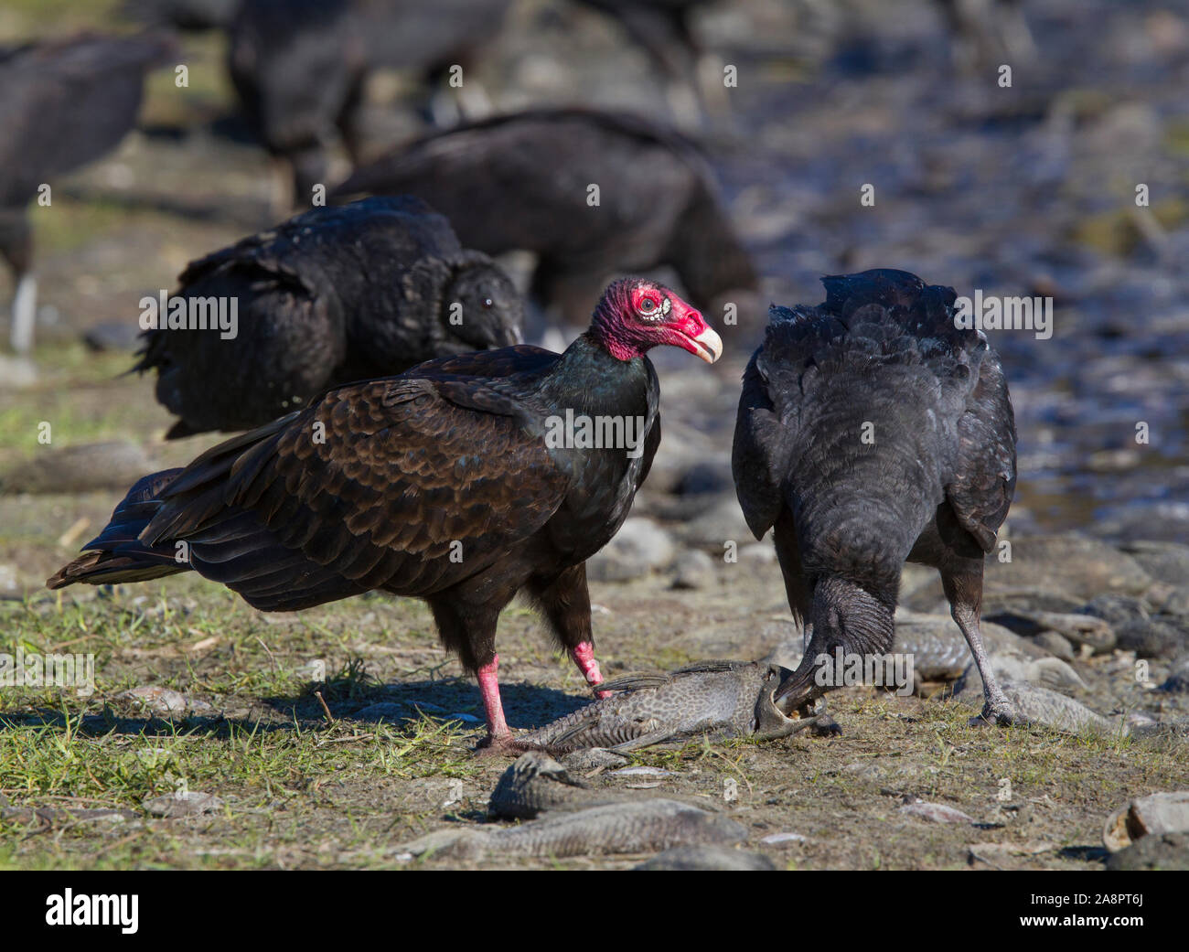 Turkey Vulture (Cathartes aura) and Black Vulture (Coragyps atratus