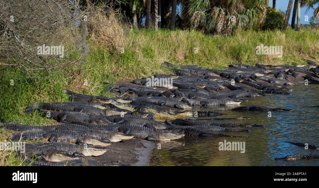 American Alligators (Alligator mississippiensis) basking in the sun, Deep  Hole, Myakka River State Park, Florida, USA Stock Photo - Alamy