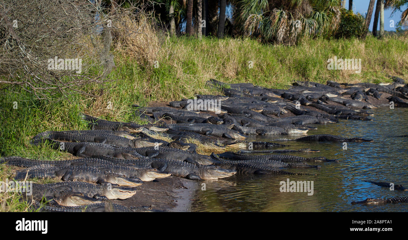 wallpapers Deep Hole Myakka State Park https www alamy com american alligators alligator mississippiensis basking in the sun deep hole myakka river state park florida usa image332416281 html