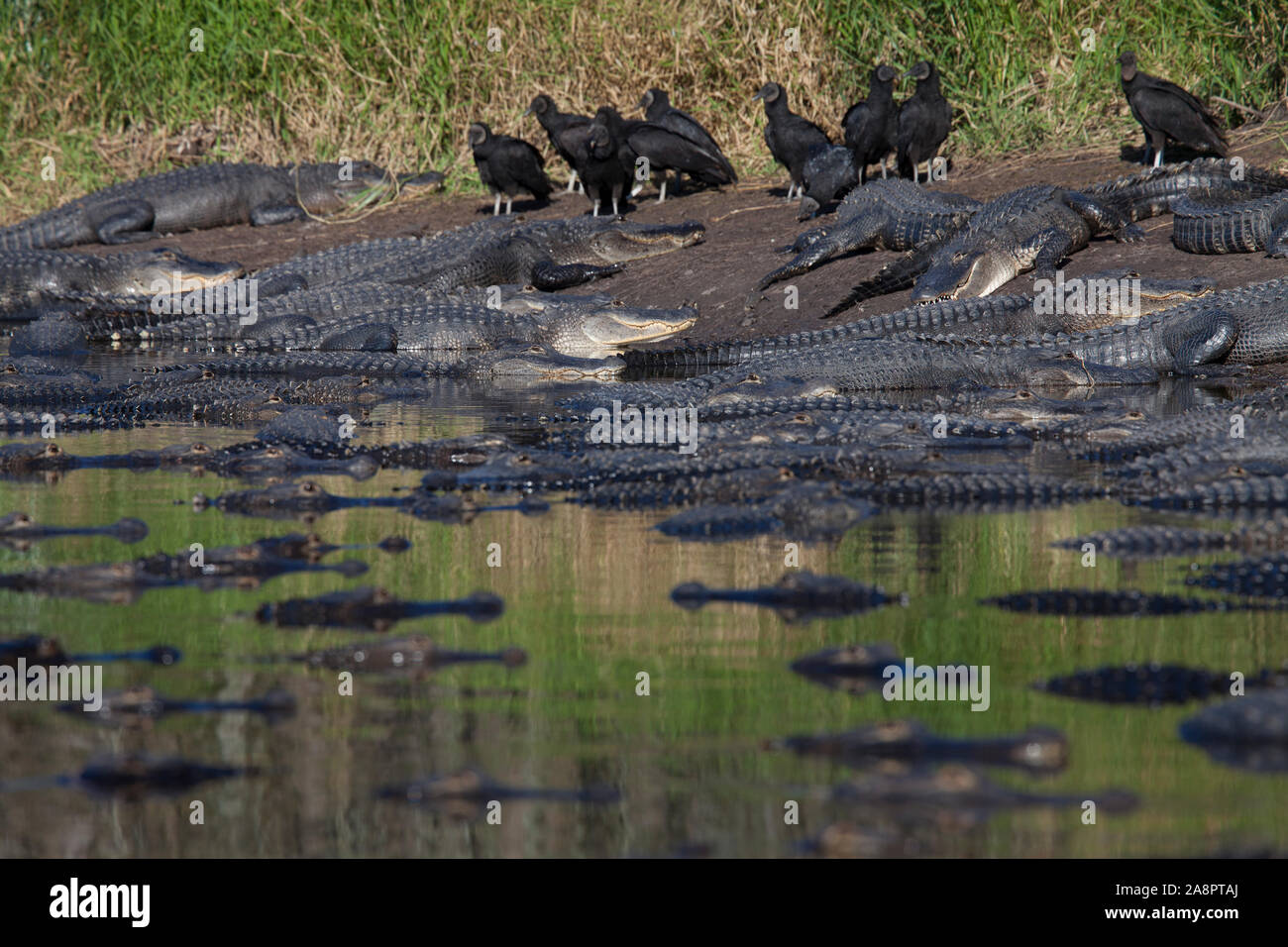 American Alligators (Alligator mississippiensis) and Black Vultures