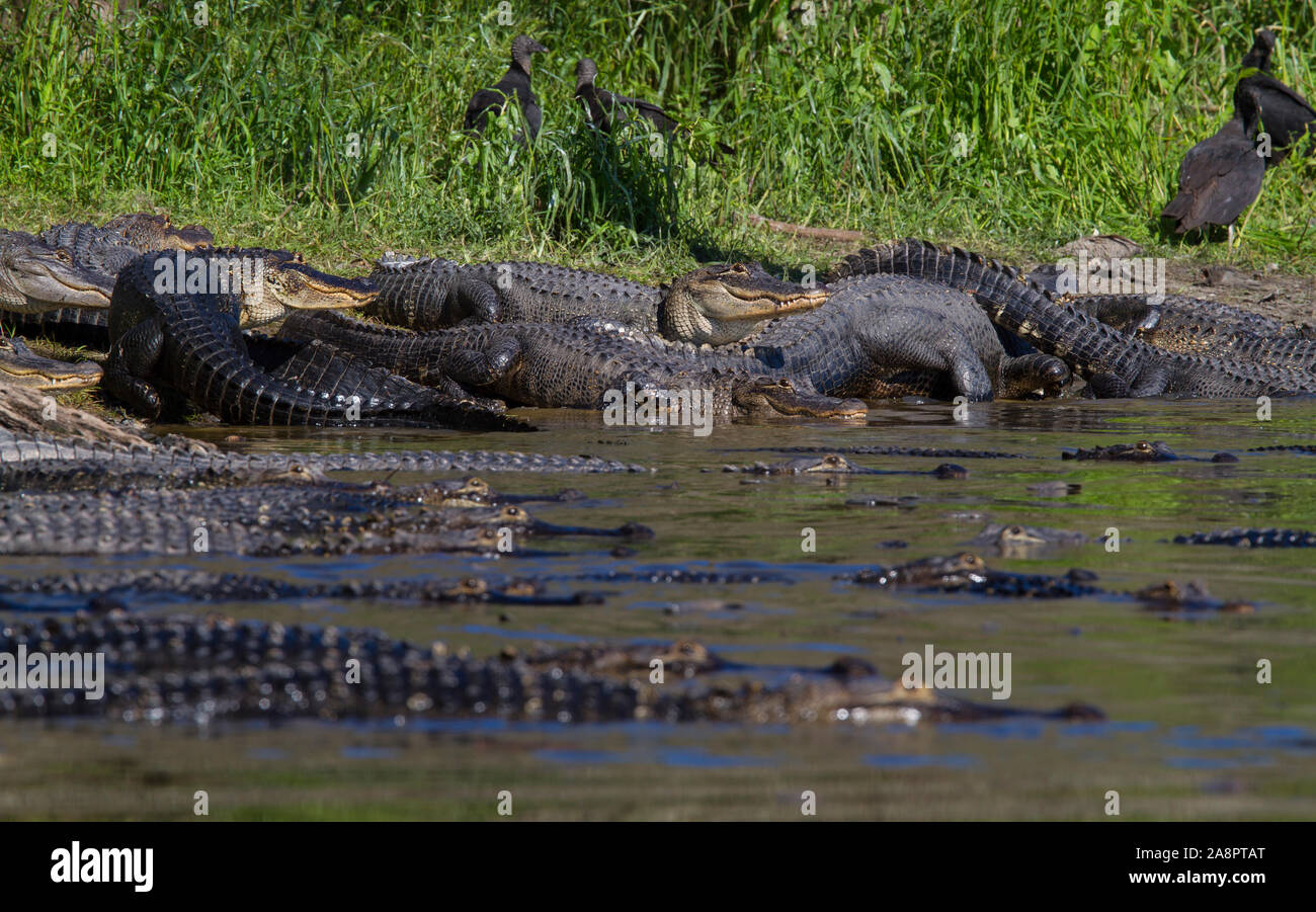 images Deep Hole Myakka State Park https www alamy com american alligators alligator mississippiensis and black vultures deep hole myakka river state park florida usa image332416304 html
