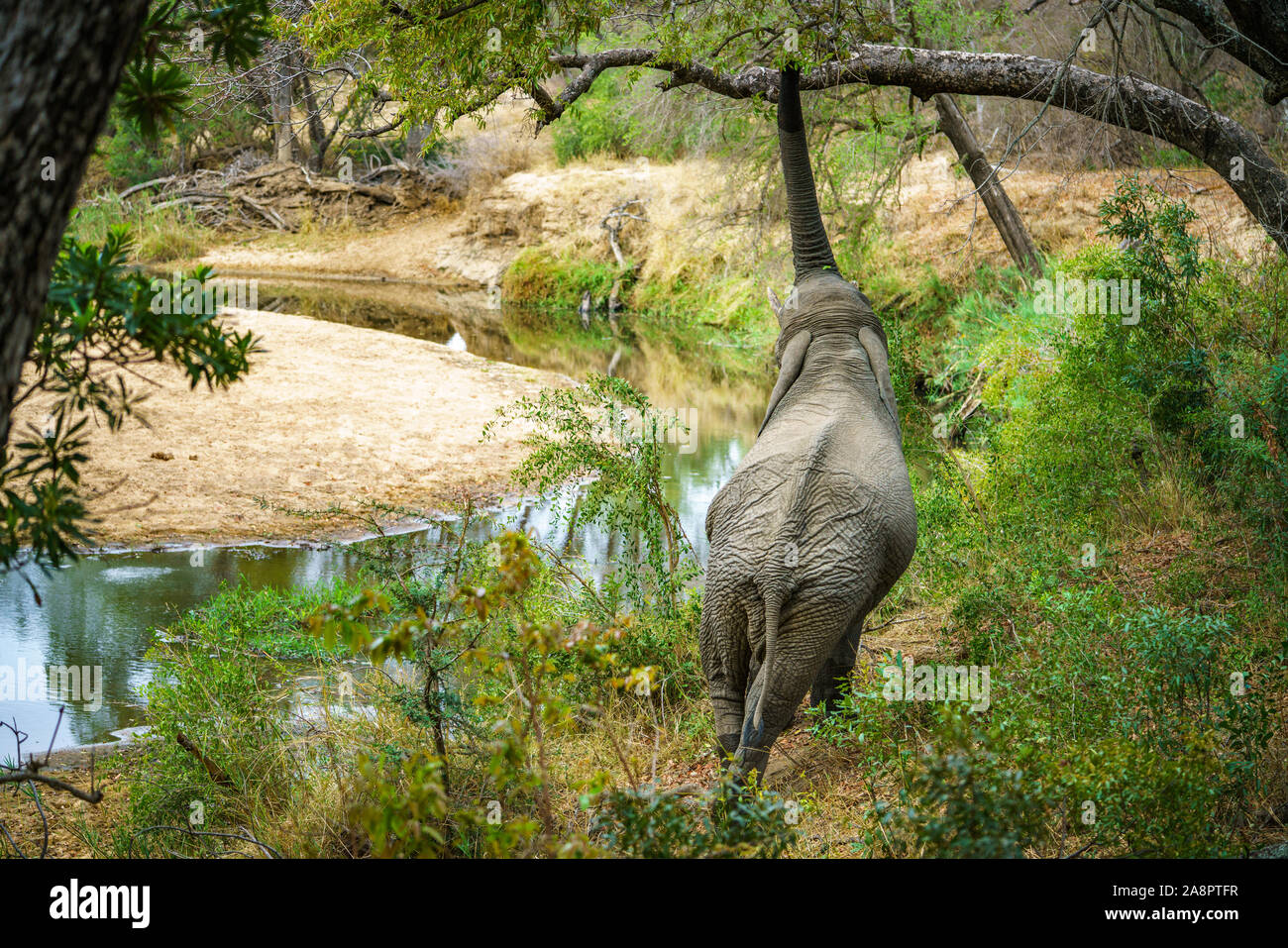 elephant in kruger national park in mpumalanga in south africa Stock Photo