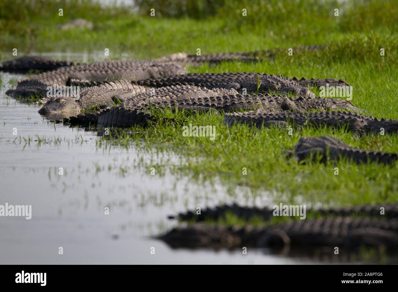 American Alligators (Alligator mississippiensis) basking in the sun