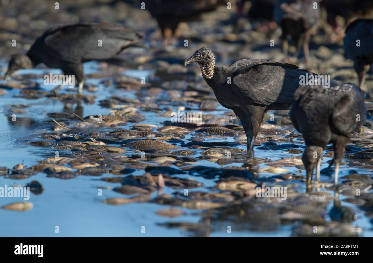 Black Vultures (Coragyps atratus) feeding on remains of a 'fish-kill', Myakka State Park, Florida, USA. Stock Photo