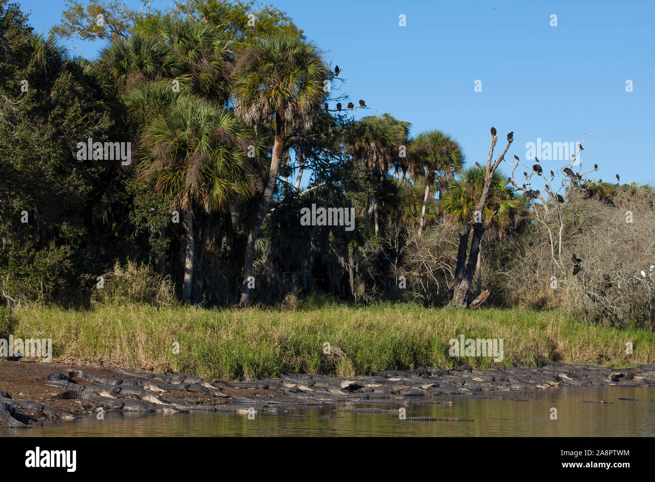American Alligators (Alligator mississippiensis) basking in the sun