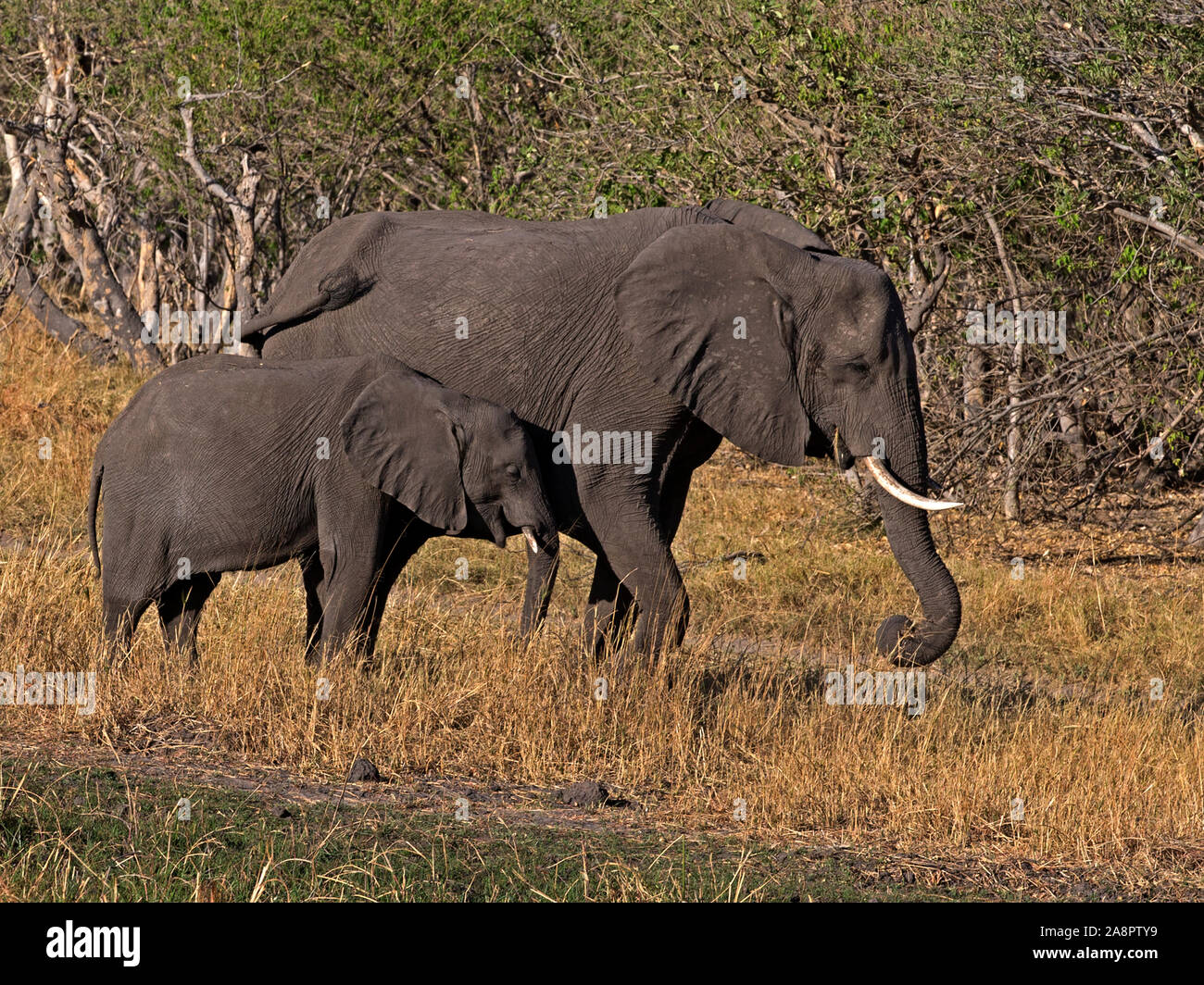 Female African bush elephant and young standing Stock Photo - Alamy