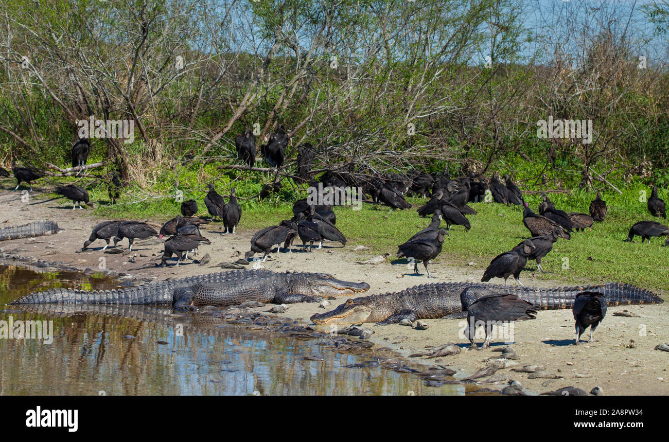 pic Deep Hole Myakka State Park https www alamy com black vulture coragyps atratus and american alligator alligator mississippiensis deep hole myakka river state park florida usa image332416872 html