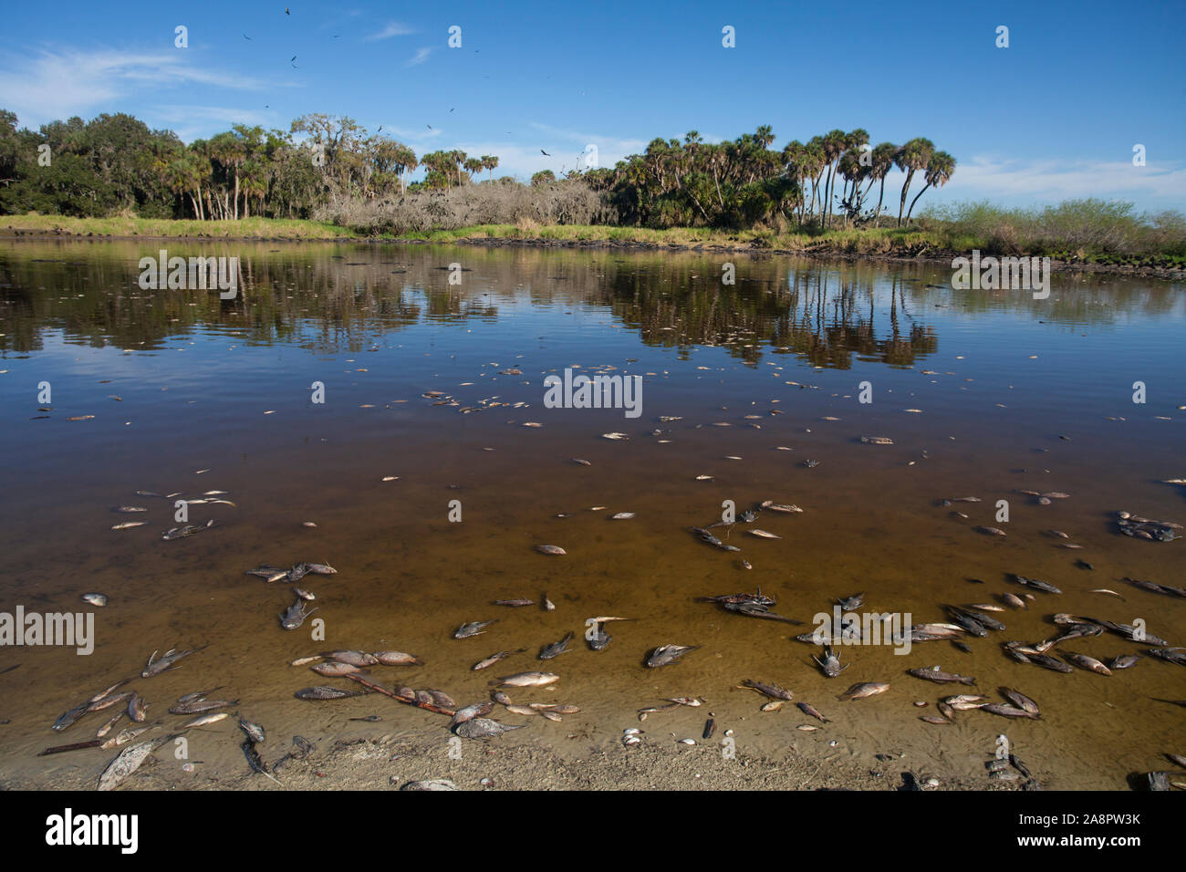 "Fish kill'' brought on by a cold front, invasive species mostly