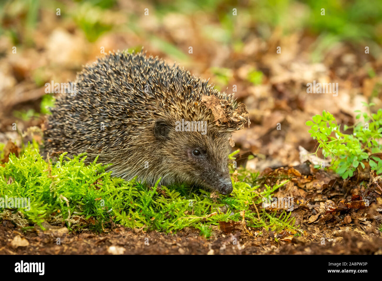 Hedgehog, (Scientific name Erinaceus Europaeus) wild, native, European